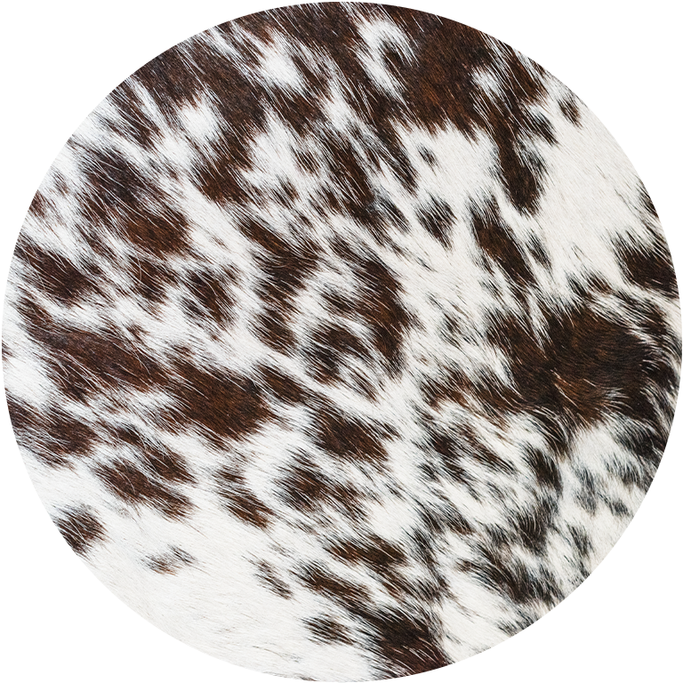 Western Car Coasters